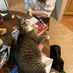 Zdjęcie z kadrowego "kartkowania" - swoją chęć pomocy deklarowały również koty